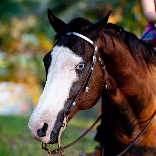 Poll to Pastern