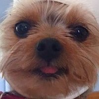 Donny (@donny36455) 's Twitter Profile