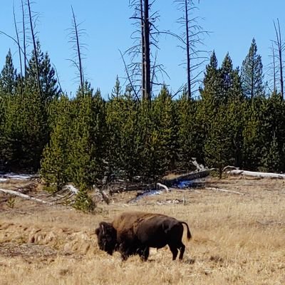 afhoyt's profile picture. Utah Jazz, Buffalo Bills, Latter-day Saint, Runner