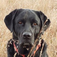 Michael Benkusky (@benkuskygolf) 's Twitter Profile