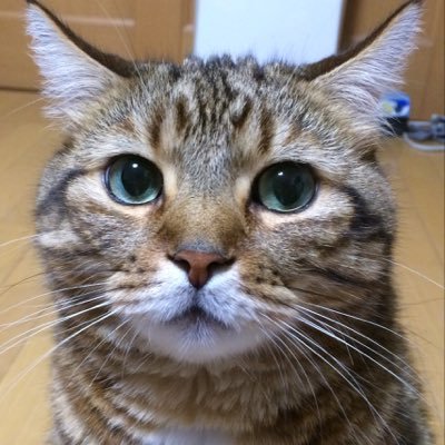 Gluttony_Cat's profile picture. 