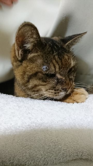 mineji25's profile picture. R7.3　一応歯科衛生士。FF7リバースに出てきたウィリー（セグウェイ）に憧れて、セグウェイツアーに申し込んだのは自分です。