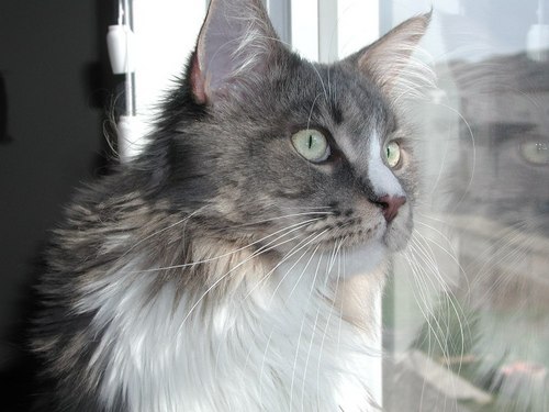 Cats and Music