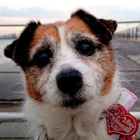 Cheez the JRT(@the_jrt04) 's Twitter Profile Photo