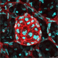 vascular development lab (@makinenlab) 's Twitter Profile