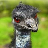 Ostrich or Rhea ❎(@or_rhea) 's Twitter Profile Photo