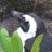 あかねのアイコン