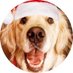 James, The Dogvocate (@thedogvocate) Twitter profile photo James, The Dogvocate (@thedogvocate) Twitter profile photo