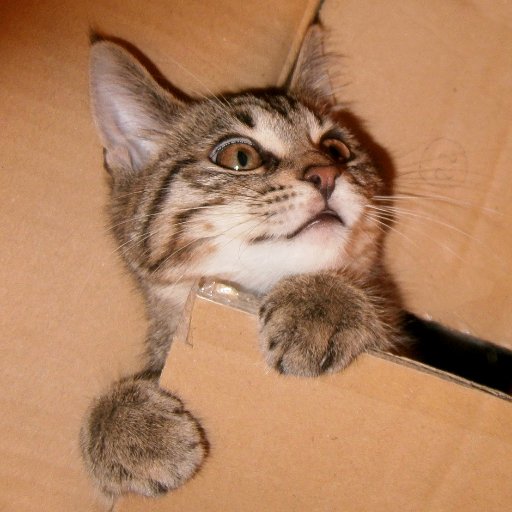 the catさんのプロフィール画像