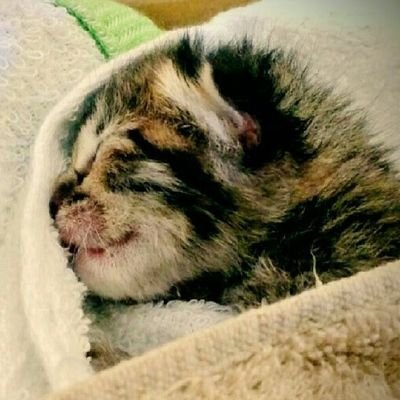 まっつん丸🐢🐈さんのプロフィール画像