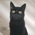 Molly cat (@blackcatmolly) Twitter profile photo
