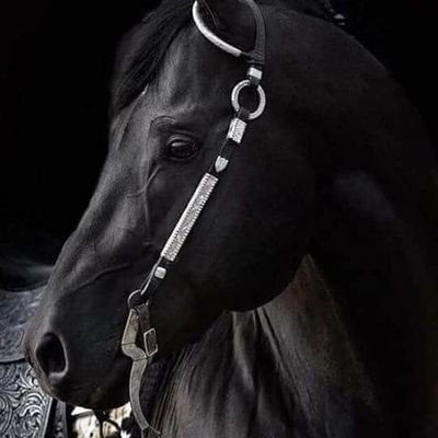 almutamayizun Profile Picture
