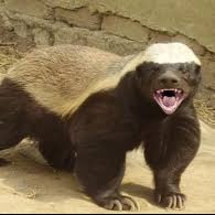 Honeybadger