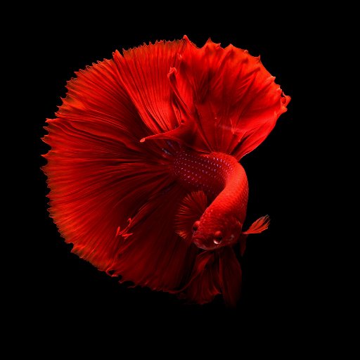 Learn fun facts about betta fish and useful tips for proper care