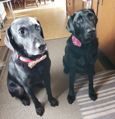 Married retired grandmother of 3 boys, who loves training her 2 black labs in Scentwork and Agility.