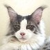 Bryony Mackenzie (@crazycatwifey) Twitter profile photo Bryony Mackenzie (@crazycatwifey) Twitter profile photo
