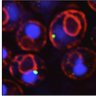 HenneLab's profile picture. Cell Biology lab at UTSW @UTSWNews. We study lipid droplets and the organization of metabolism in cells.