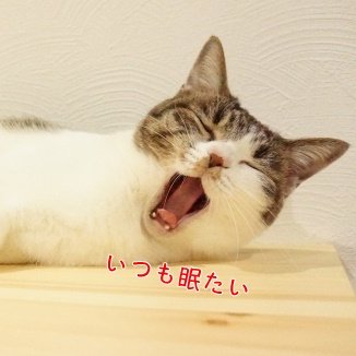 絵津子 おもしろ サンシェード カーサンシェード 車 日除け フロント 日よけ 遮光 フロントガラス かわいい キャンプ 紫外線 アウトドア 車 楽天 T Co 8vqumcpgyg Rakutenichiba