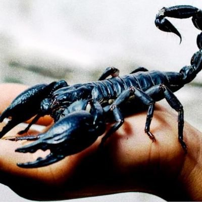 In10sitE's profile picture. I'm a cool old Jane with a skip on my feet. I play tough as nails with my heart on my sleeve. -- SK