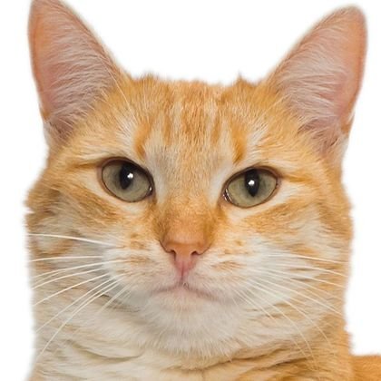 TheCat84's profile picture. 