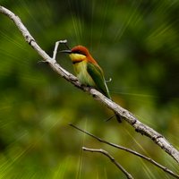 Earth BioGenome Project (@earthbiogenome) 's Twitter Profile