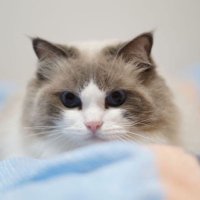 Mori😸 (@potepotemomo1) 's Twitter Profile Photo Mori😸 (@potepotemomo1) 's Twitter Profile Photo