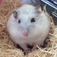 ひでで (@hidede_broccoli) 's Twitter Profile