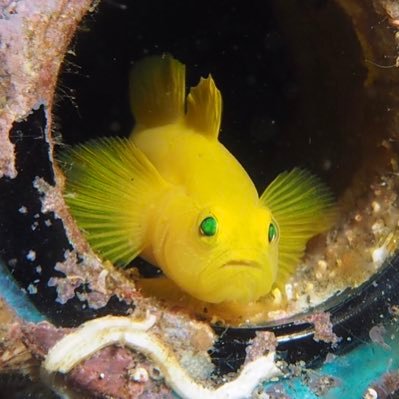 愛知県。🐡ダイビング:チームモグりん 慶良間や伊豆 串本など 200本 🏃‍♂️マラソン:あすけファミリー 一応ウルトラランナー(^ ^) ⚾️野球:アマチュア野球中心に観戦しスカウトに情報提供…今はマスターズで目指せ甲子園です♬