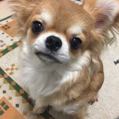 あやこ もうかわいくてかわいくて 顔やばい かわいい かわいすぎる 大好きが 止まらない ちくわラブ 今日も 安定の 二足立ち 短足 チワワ ちくわ 9カ月 男の子 いぬりぽ エブリドッグ いぬ部 チワワ部 親バカ部 T Co Bxom1wkder あやこ もうかわいくてかわいくて 顔やばい かわいい かわいすぎる 大好きが 止まらない ちくわラブ 今日も 安定の 二足立ち 短足 チワワ ちくわ 9カ月 男の子 いぬりぽ エブリドッグ いぬ部 チワワ部 親バカ部 T Co Bxom1wkder