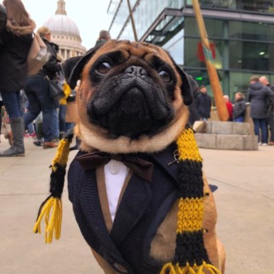 Kingsman and HufflePug. Apricot Pug, I do all my own stunts. Star of BBC 10 Puppies & Us. Instagram @butchcassidythepug