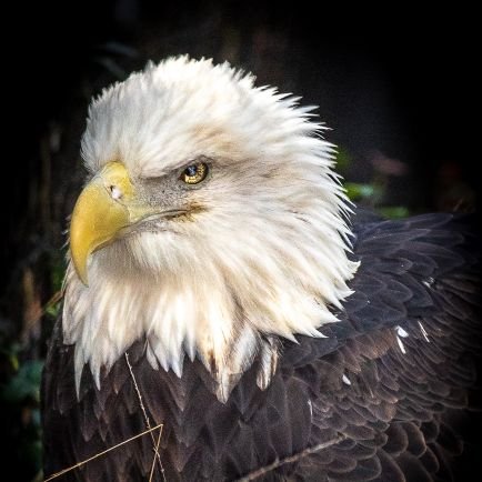 Patriot 🇺🇸 . Love of God and Country ❤ God Bless America.Nature Photographer Prints Available
 🇺🇸 . #KAG #MAGA #Trump2020 #NeveraSocialistCountry
#MAGAA2024