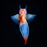 Bioluminescent Being (@sporgasm) 's Twitter Profile Photo Bioluminescent Being (@sporgasm) 's Twitter Profile Photo