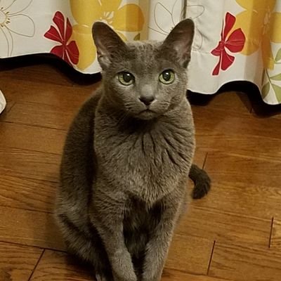 うさねこ (@6ZUZFMMYZuYR6Nl) / X うさねこ (@6ZUZFMMYZuYR6Nl) / X