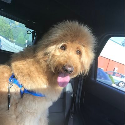 Profile Picture of Ralph The GoldenDoodle (@Richard50247314) on Twitter