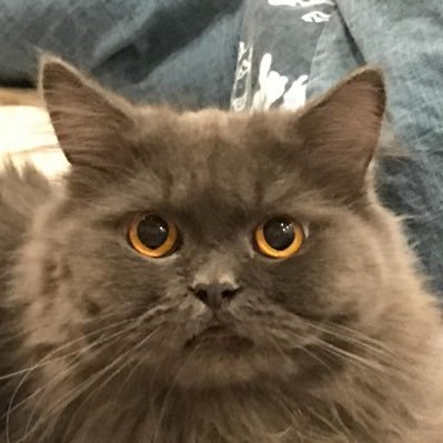 talhatayyab's profile picture. I see sheep