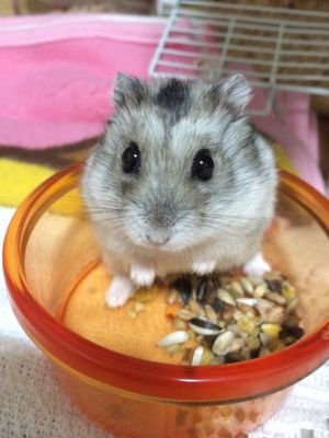 ラジオネーム研究家。
百人一首みたいに、ラジオネームの上の句をぶつけてみてください。下の句を投げ返してみせます！