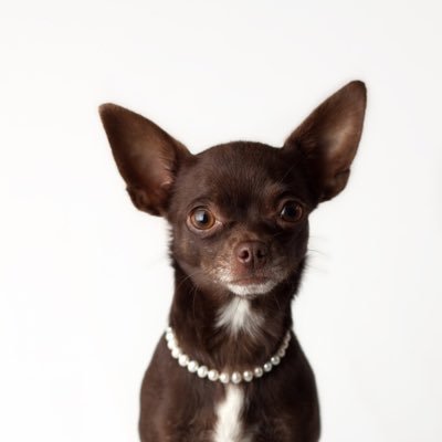 tinytinachichi's profile picture. Tiny Tina here, I'm a ☕️ Chi-Chi (Chihuahua) of the 🍫 kind & I love a splash of the limelight, some say #DivaChihuahua I’d say #ThatsJustHowIRoll 💋🐶 ✨
