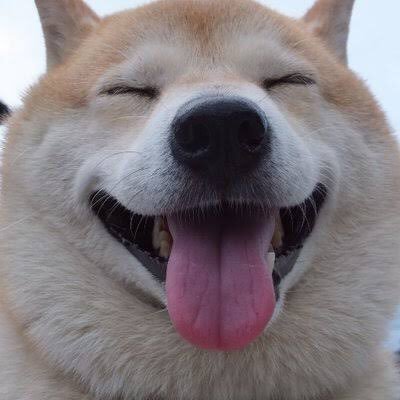 柴犬 A Twitter 右に野獣先輩混入してますが大丈夫ですか