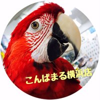 こんぱまる横浜店 (@compamal_yoko) 's Twitter Profile