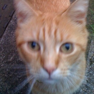 reallyhackedoff's profile picture. 