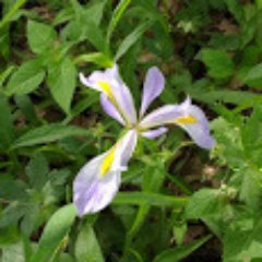 aangler100's profile picture. Expert Scientist, I Solve problems using mathematics and scientific principles.  I have algorithms and models. Humble Nature, Patriotic. NPCs  I have your ip.