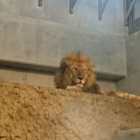 カル (@kalukalu0141pas) 's Twitter Profile