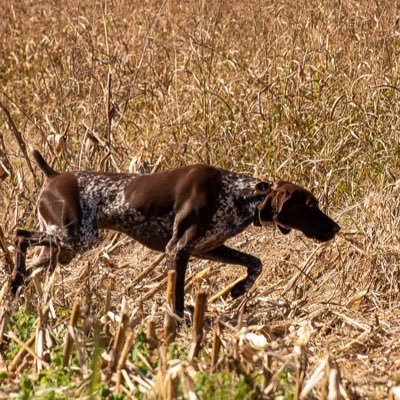 bird dogs, fly fishing and F3