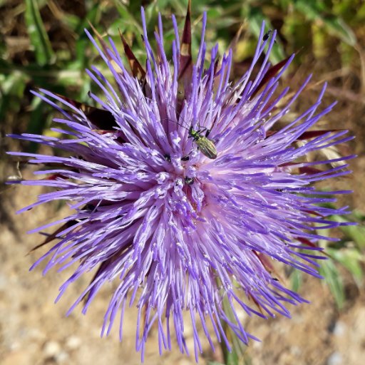 kjlhoport's profile picture. 