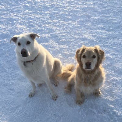 DoggosOfYyc Profile Picture