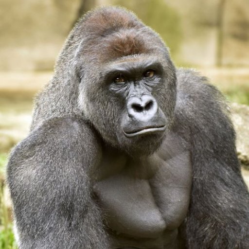 Bitch I'm a gorilla, bitch I'm a gorilla, I'm not a cat, I don't say meow!