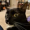 zygoloid's profile picture. #CarbonLang lead, former Clang maintainer and C++ standard editor. Googler. He / they.