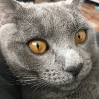Daniel Castellano (@danie__cc) 's Twitter Profile Photo