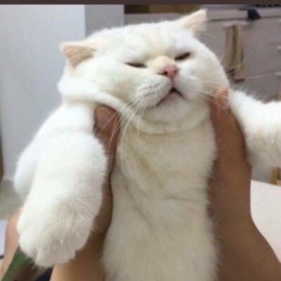 limekotikk's profile picture. 