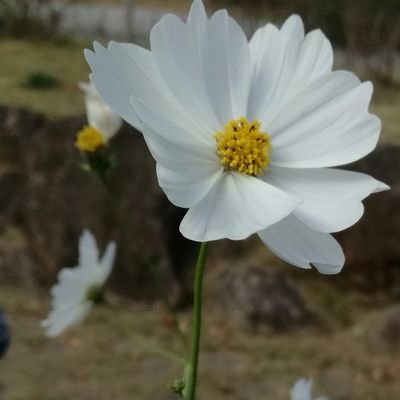 尾てぃ骨さんのプロフィール画像